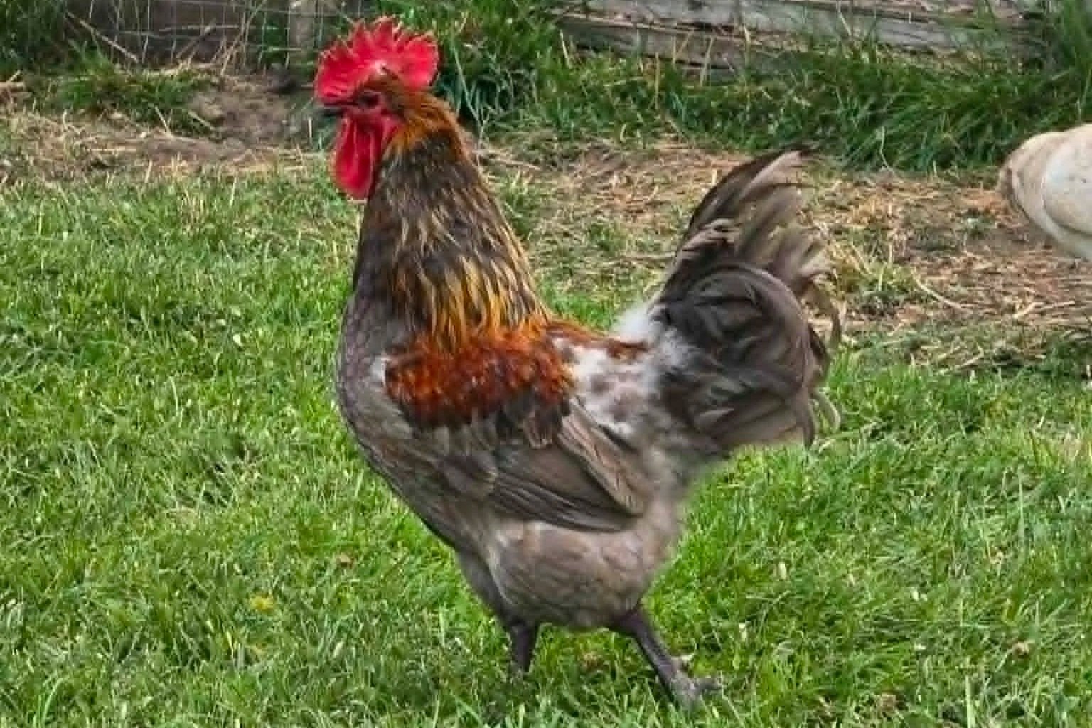 Friendly poultry challenge aims to bring more animals back to Grand Forks Fall Fair