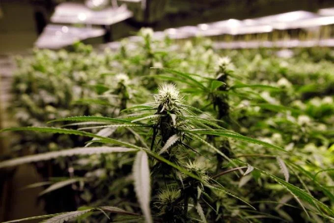 RDCK germinates legislation on indoor versus outdoor grow shows