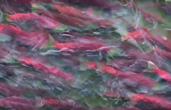 Salmon groups concerned with overfishing of Fraser River sockeye in 2018
