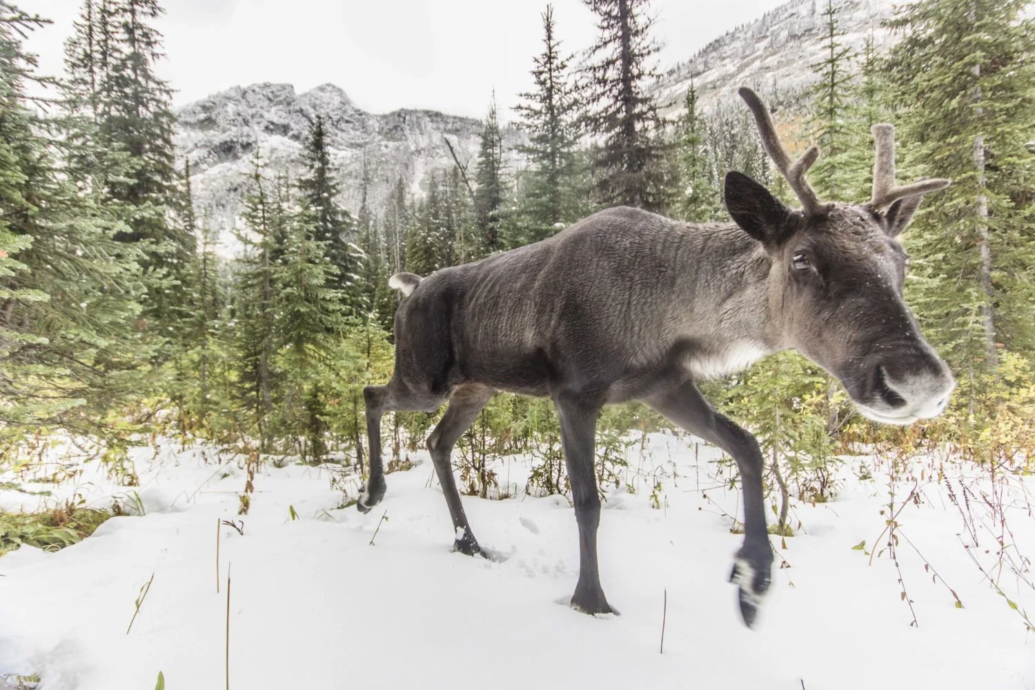 "Caribou Rainforest -- from heartbreak to hope" by David Moskowitz