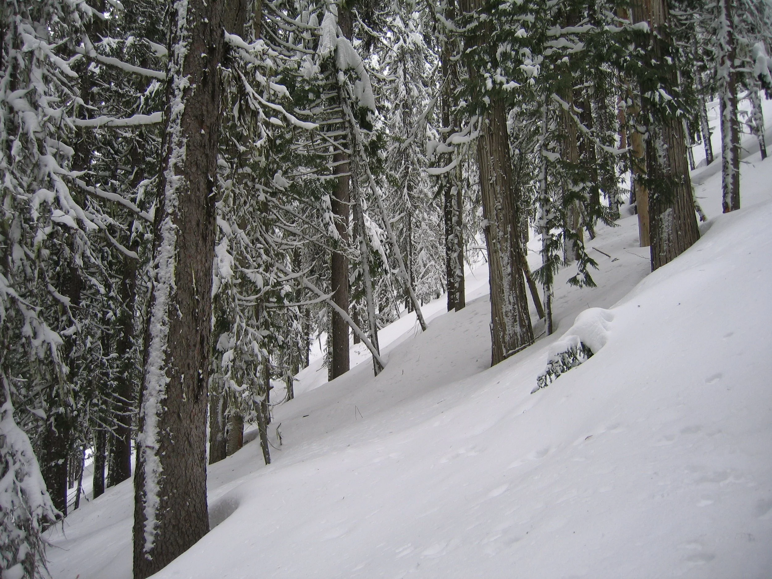 Editorial: Skiing and Logging in the Rossland Range Recreation Site