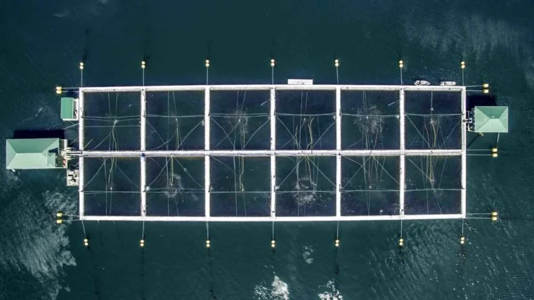 ‘Drastic and scary’: Salmon declines prompt First Nation to take Canada to court over fish farms