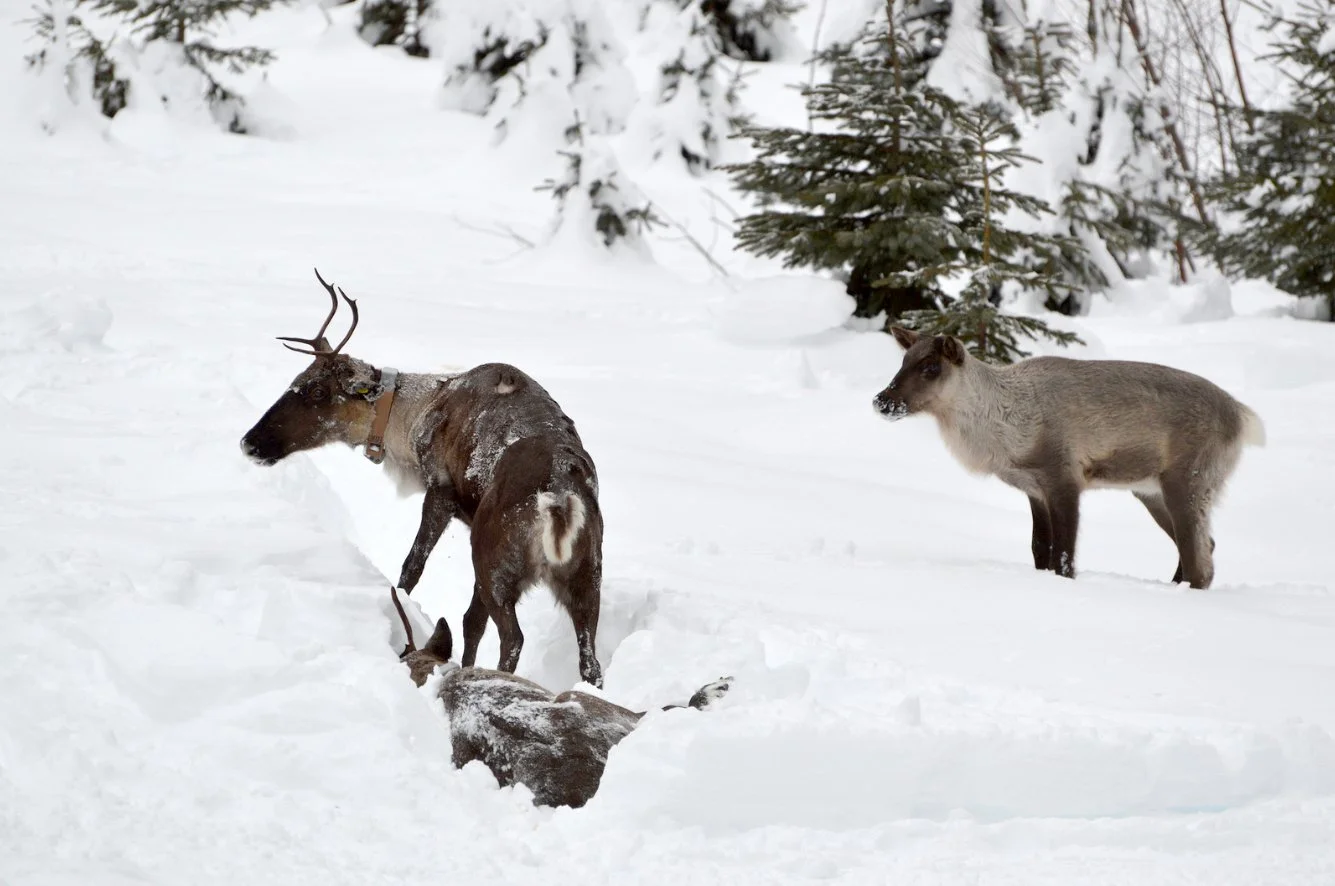Caribou recovery strategy comes under attack