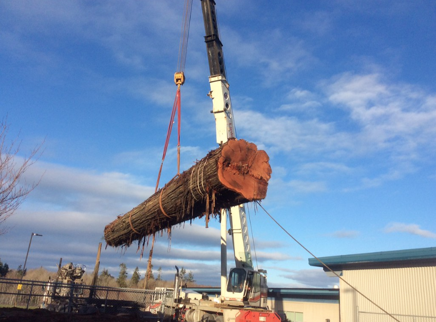 Government launches initiative to renew B.C.’s Interior forestry industry