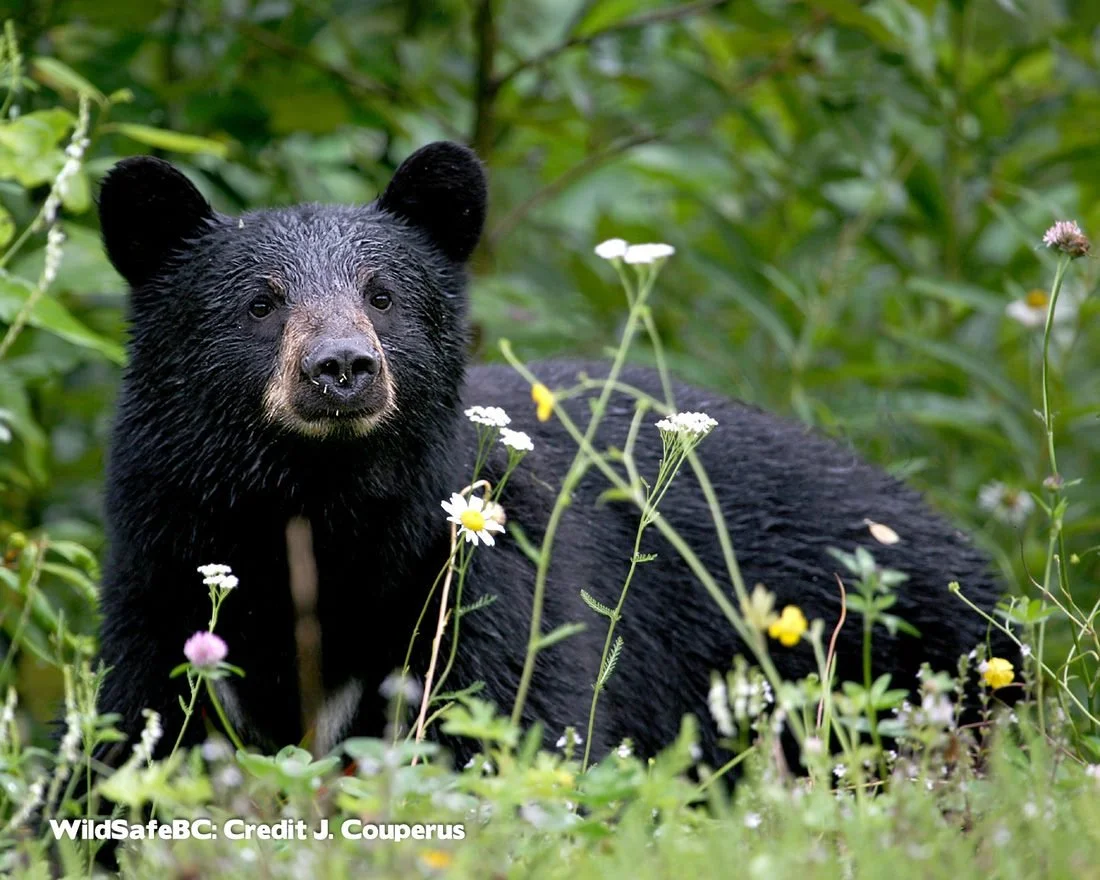 Opinion: Bears and us