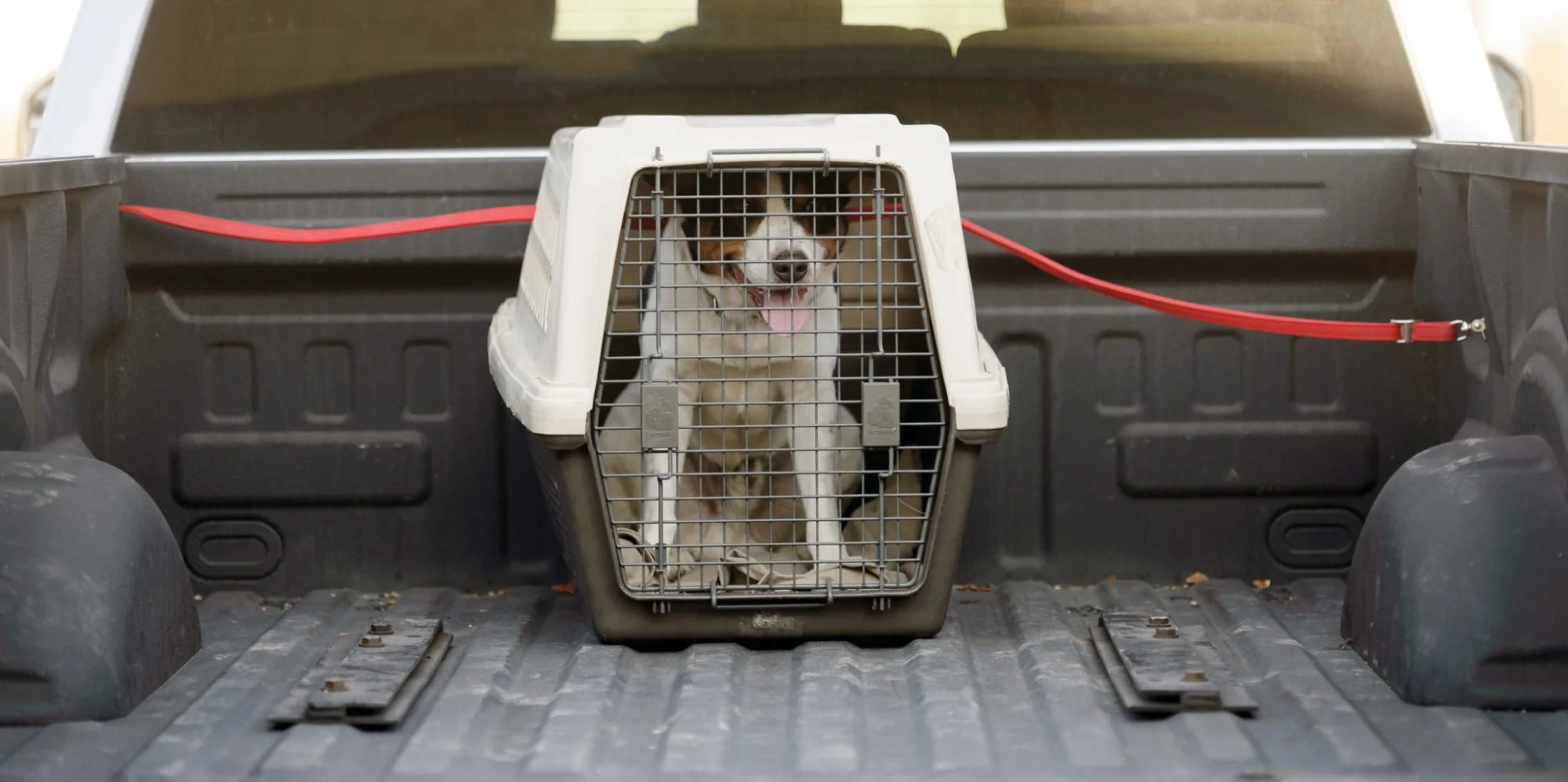 BC SPCA reminds public to travel safely with their pets this summer