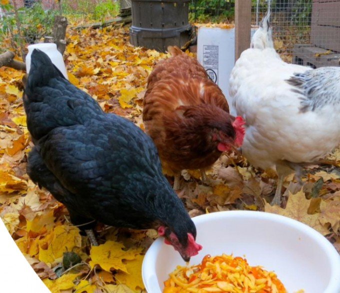 Evidence of approval of keeping backyard hens flies in face of city bylaw