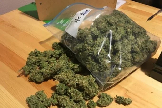 Seed for fourth recreational cannabis club in downtown quashed by council