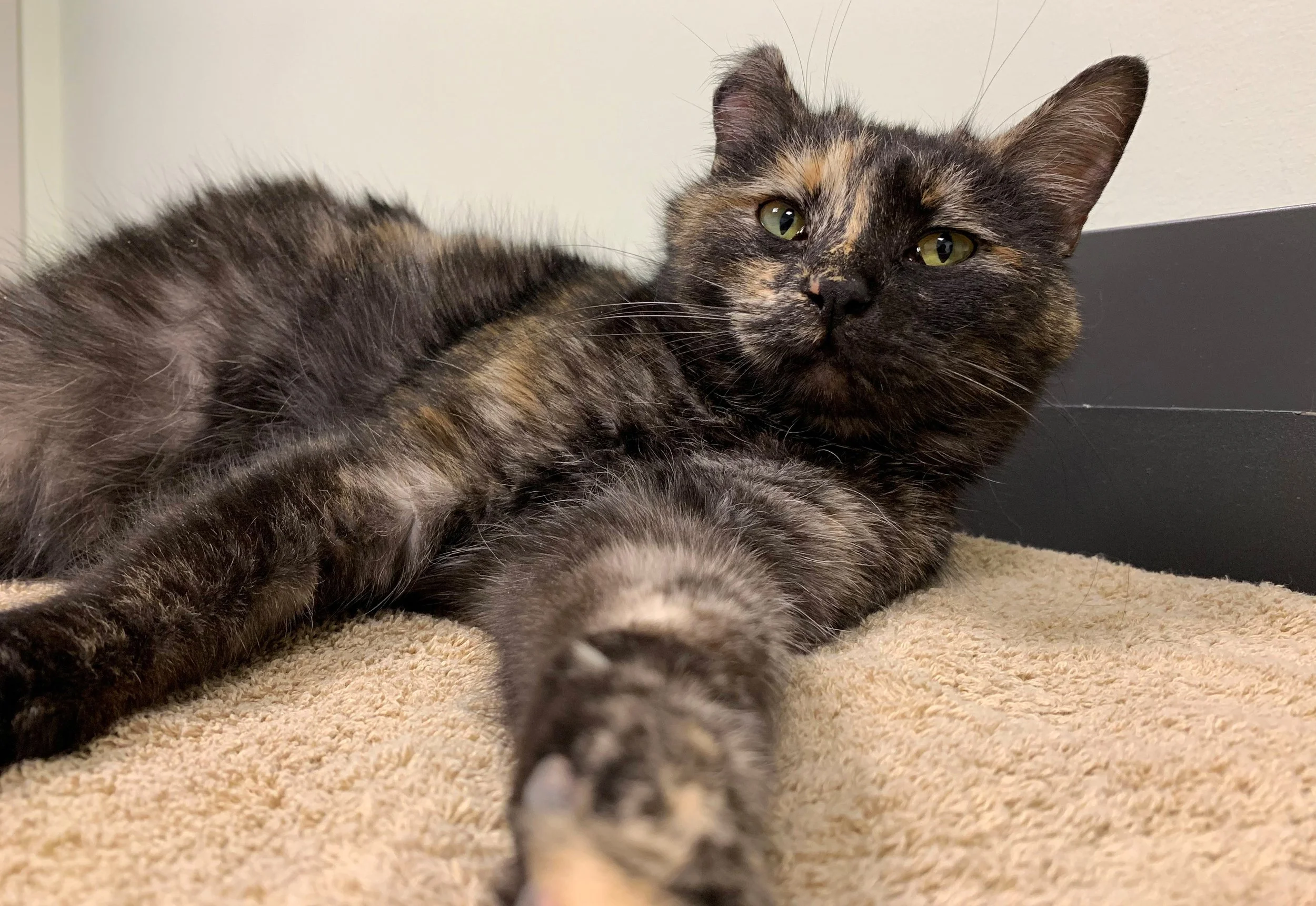 Celebrating heroic SPCA mothers like Sydney
