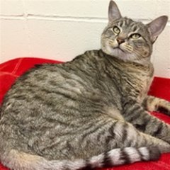 Meow's the time to make a new friend: Adopt an adult cat for half the price