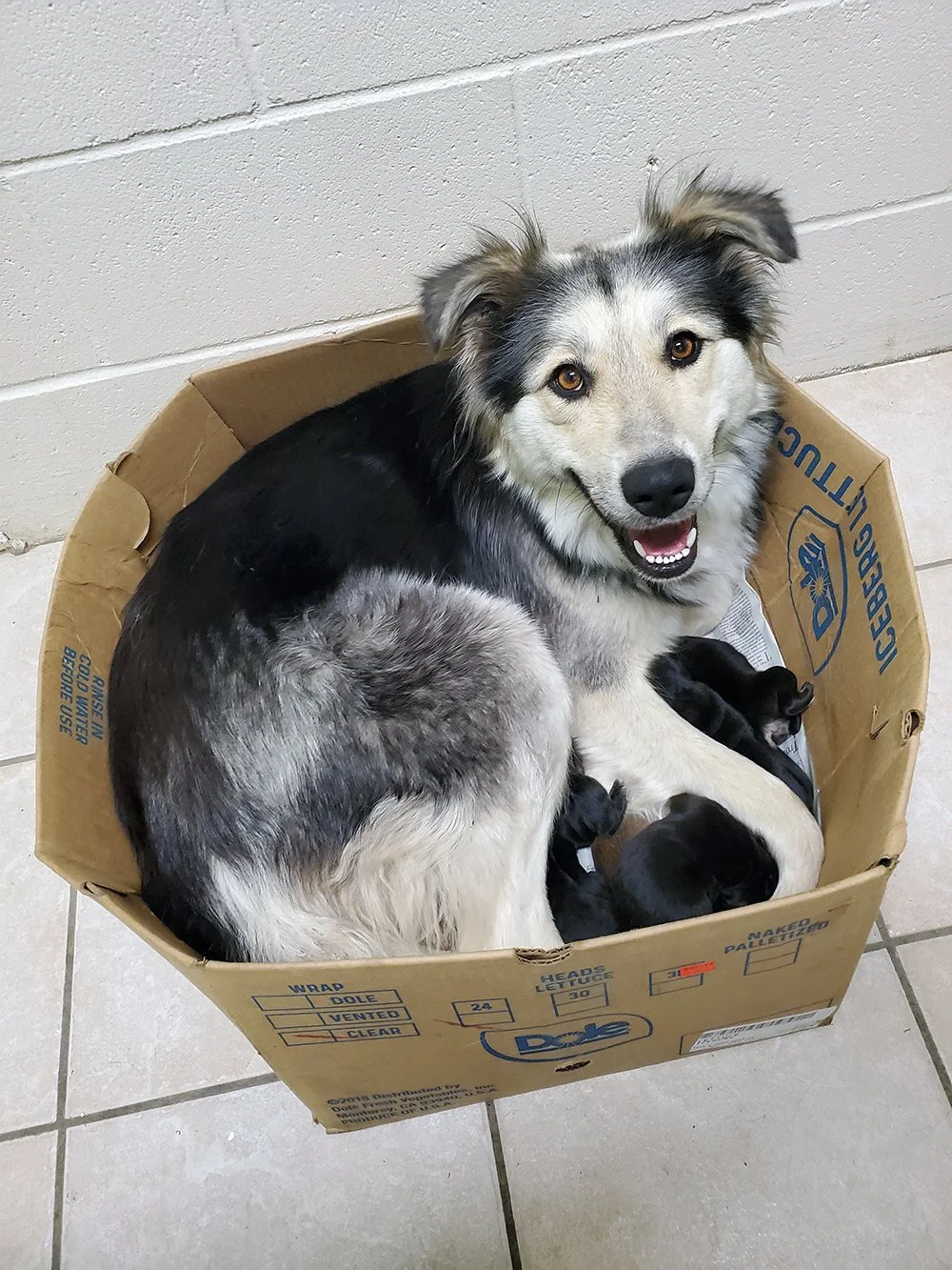 SPCA searching for person who left mother dog and puppies at garbage dump