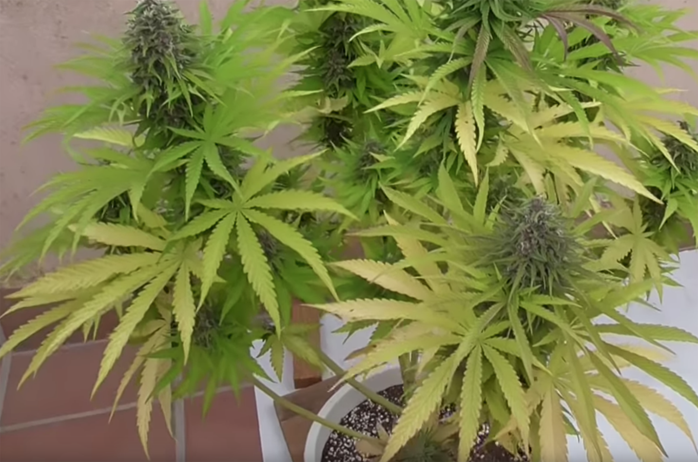 Cannabis Collective asks council for support of cultivation industry within city limits