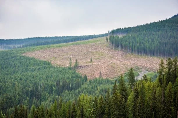 Column: Can caribou and industry co-exist?
