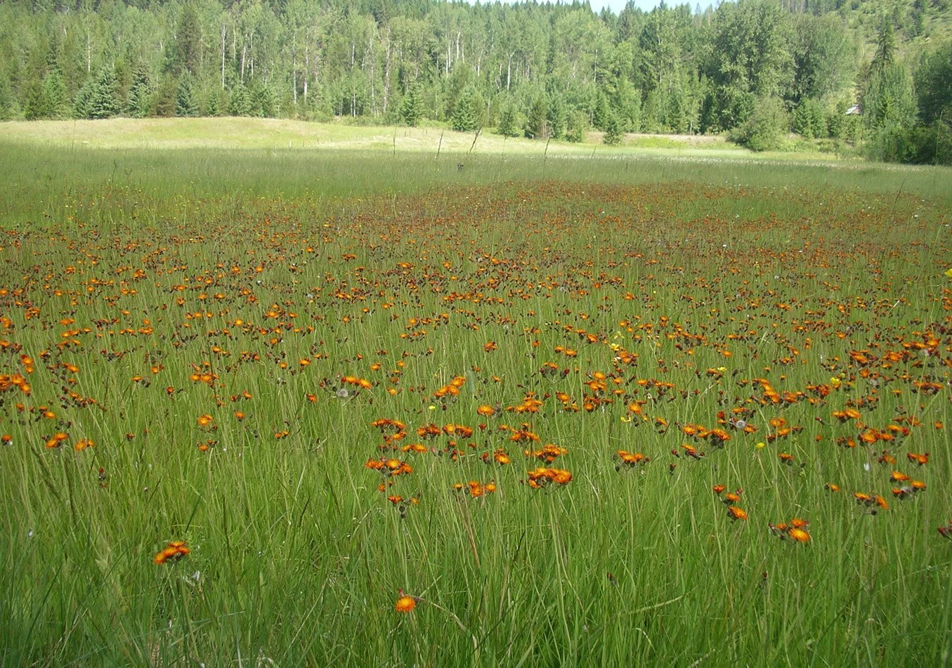 Invasive Species — Orange hawkweed now in full flower