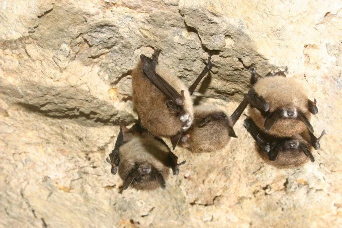 Confirmed case of rabies in B.C.