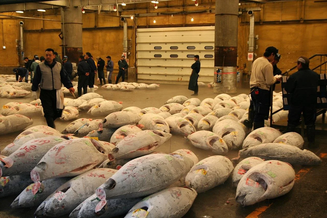 Opinion: Aquacalypse Now -- The End of Fish