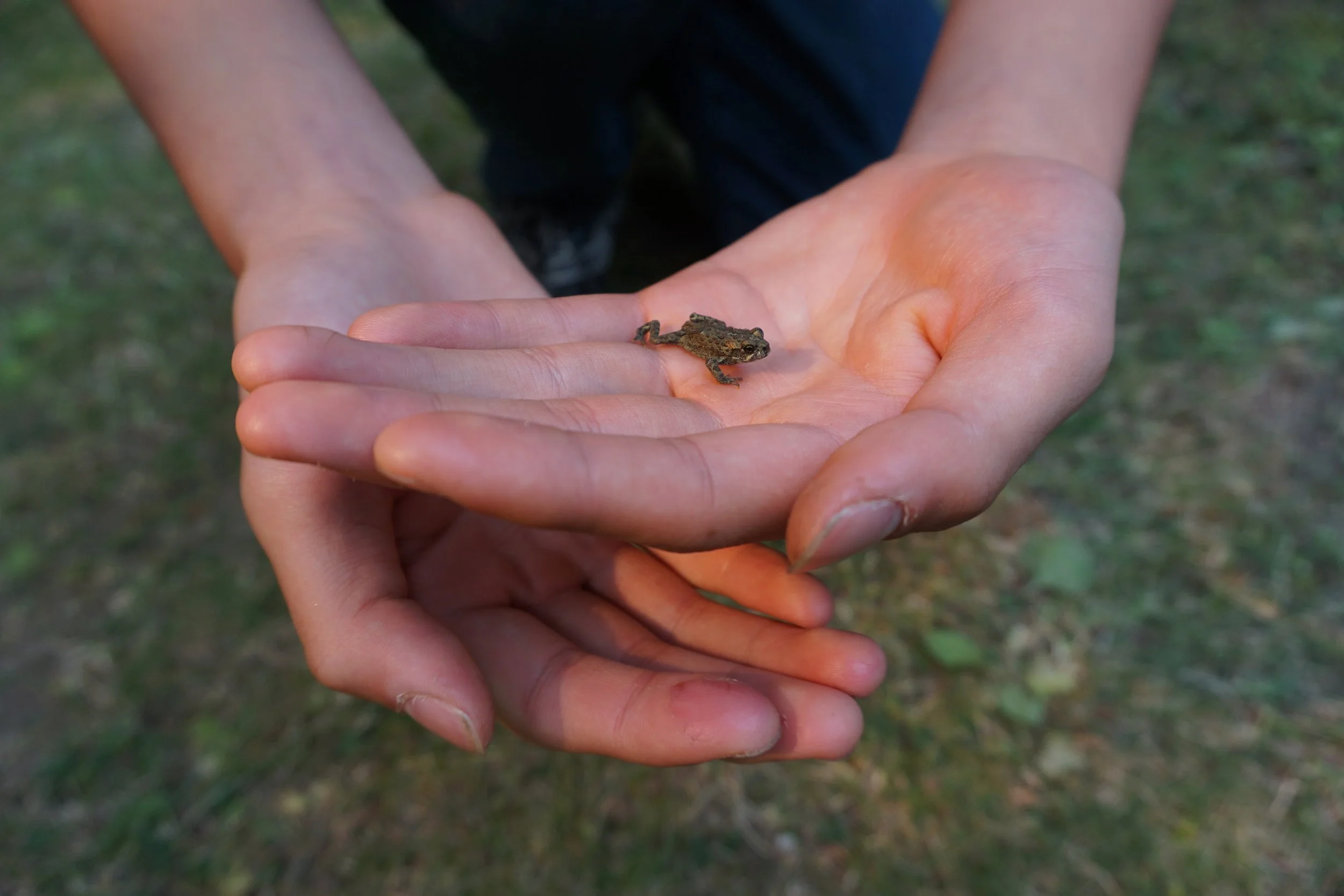 You’re invited to Toadfest: 10th Anniversary August 21 & 22 at Summit Lake Provincial Park