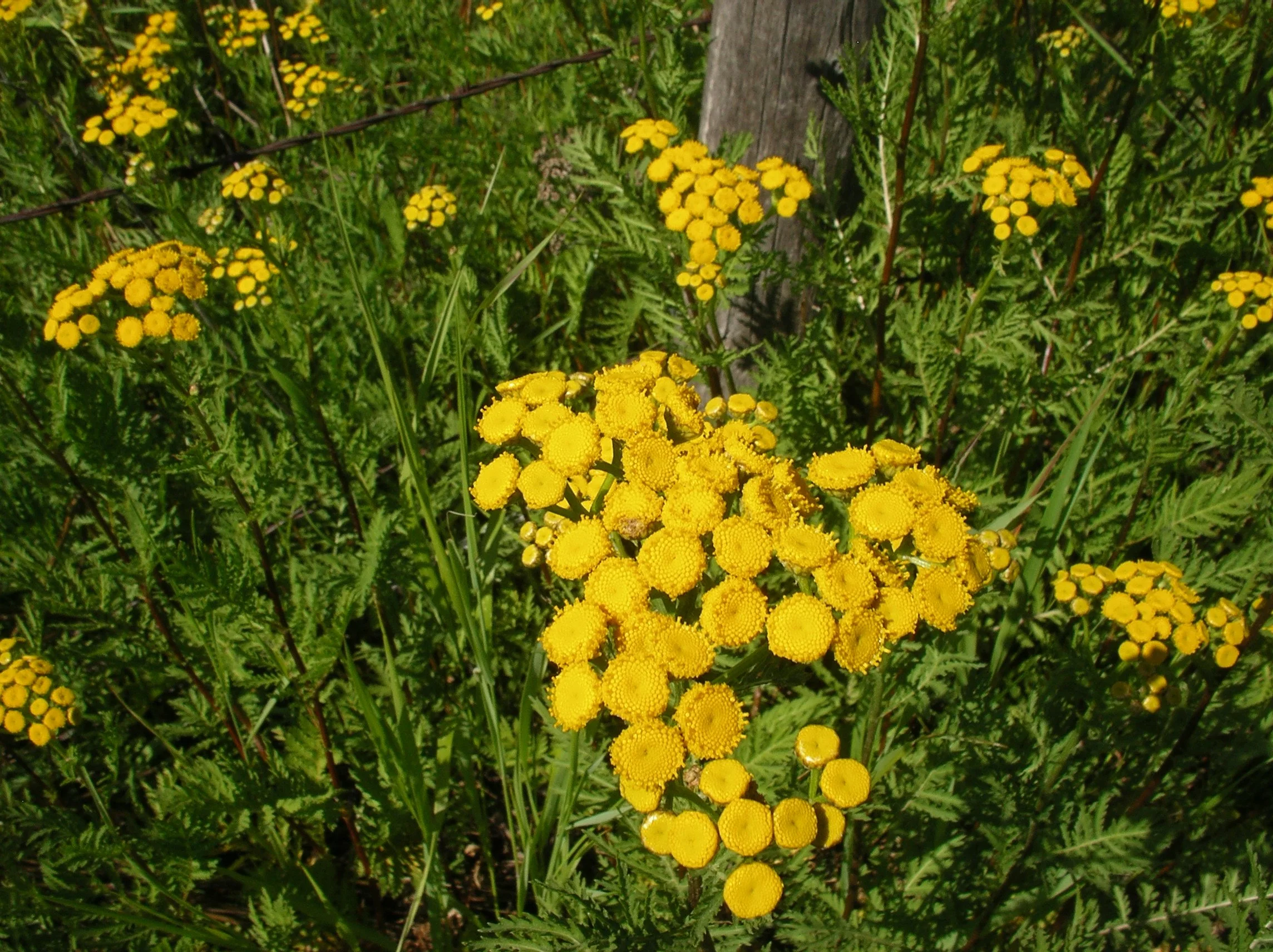 Invasive Species — Common tansy hard to eradicate once established
