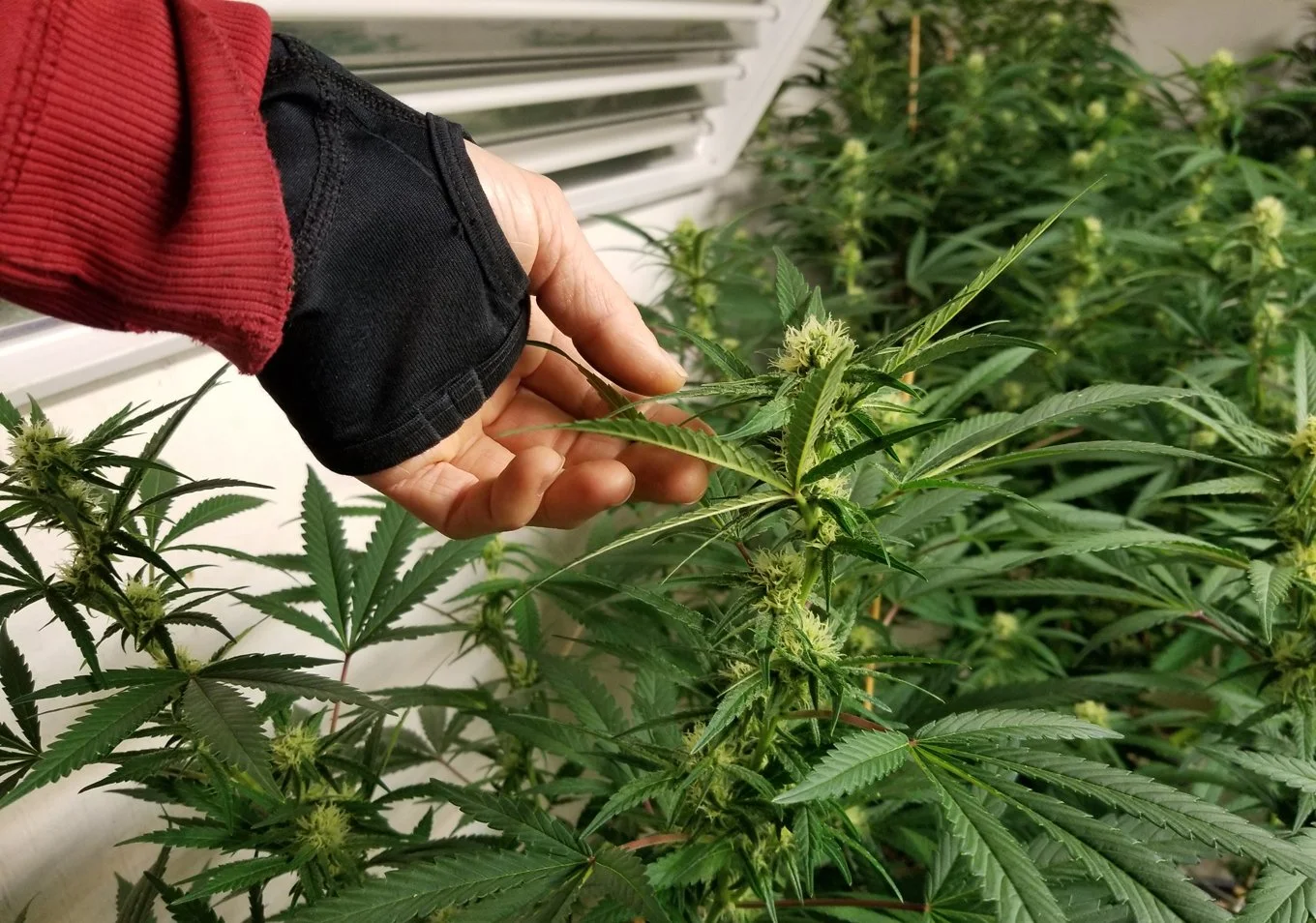 Canadian men smoke more pot than women