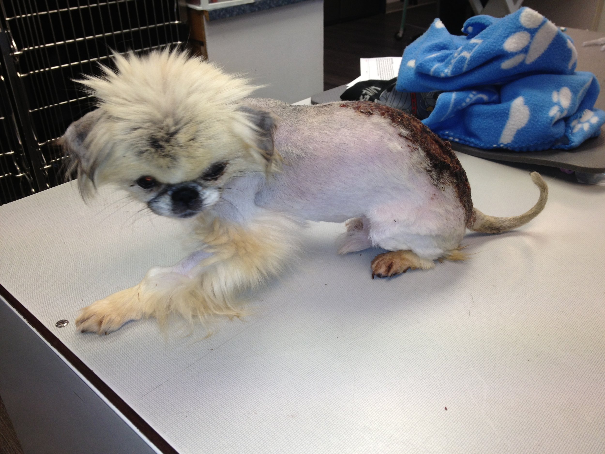 Cruelty investigation prompts plea to help injured dog