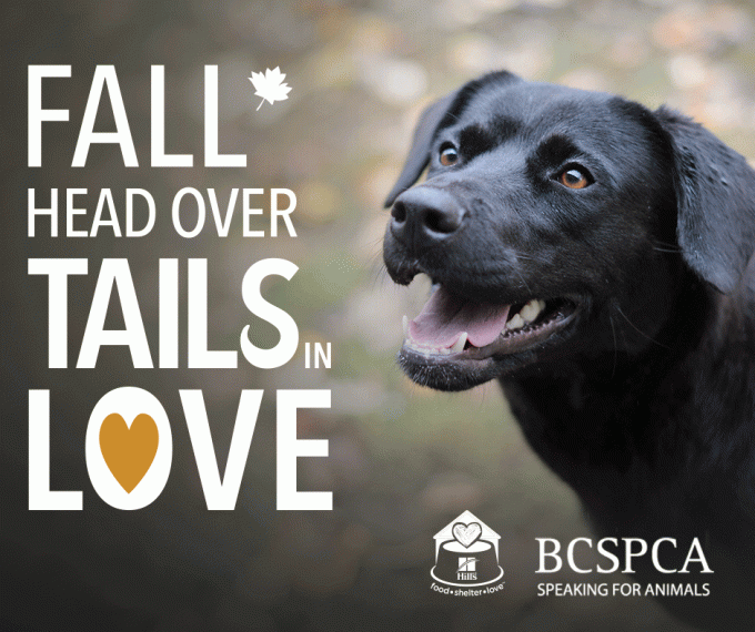 BC SPCA holds province-wide adoption event