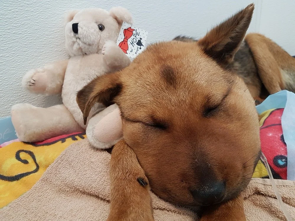 Chemainus man charged with animal cruelty