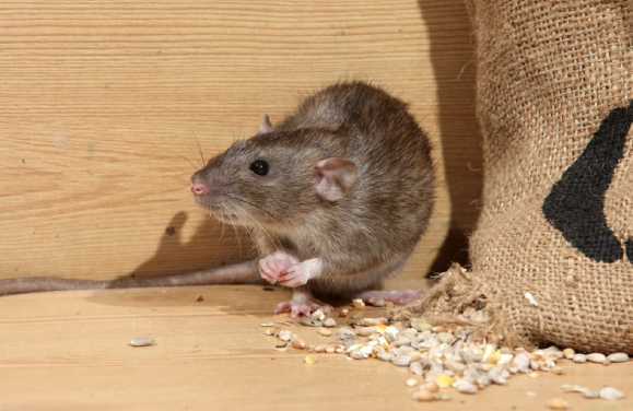 Rare rash of rats rocks reaches of city