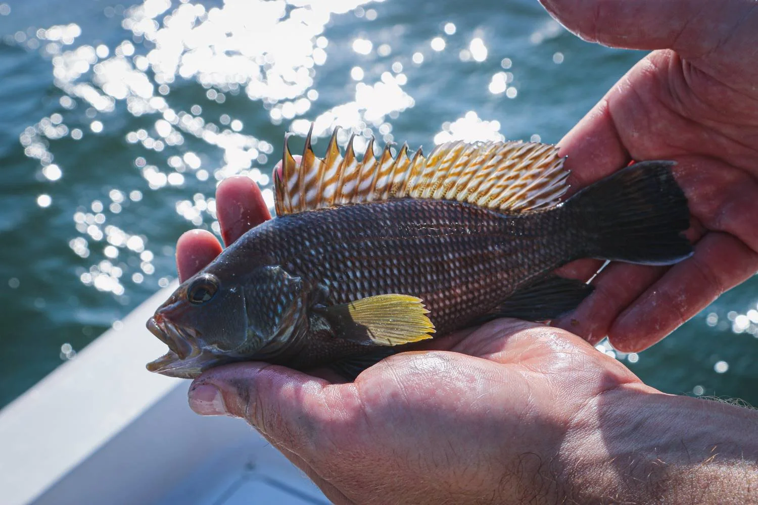 Column: Seafood Progress