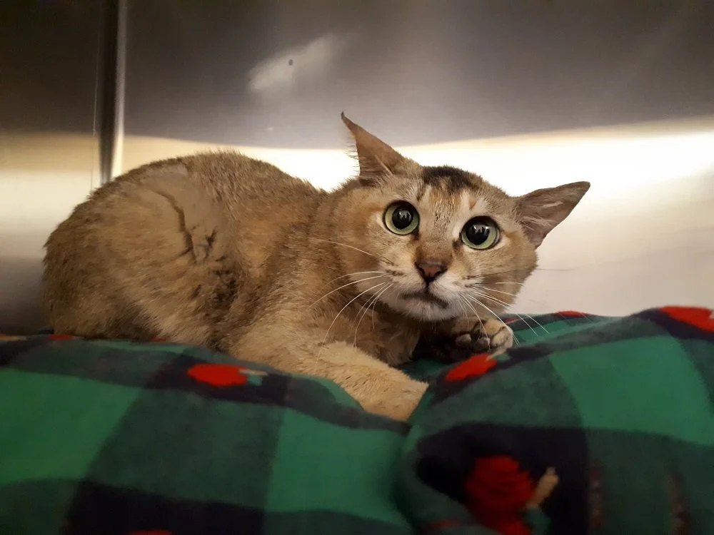 Stowaway kitty travels from China to find home in B.C.