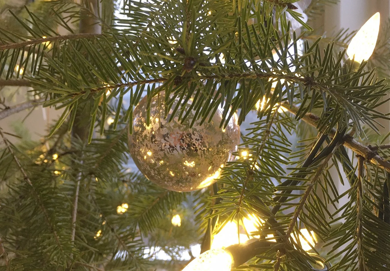 Nature Conservancy of Canada suggests leaving Christmas tree in backyard