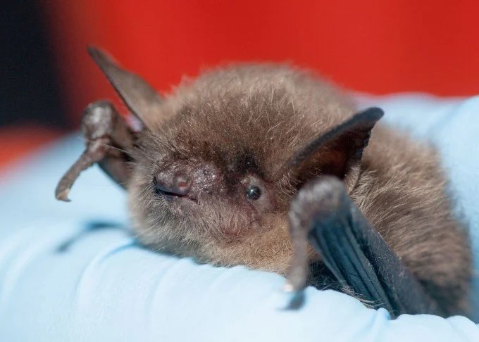 Bats in trouble?