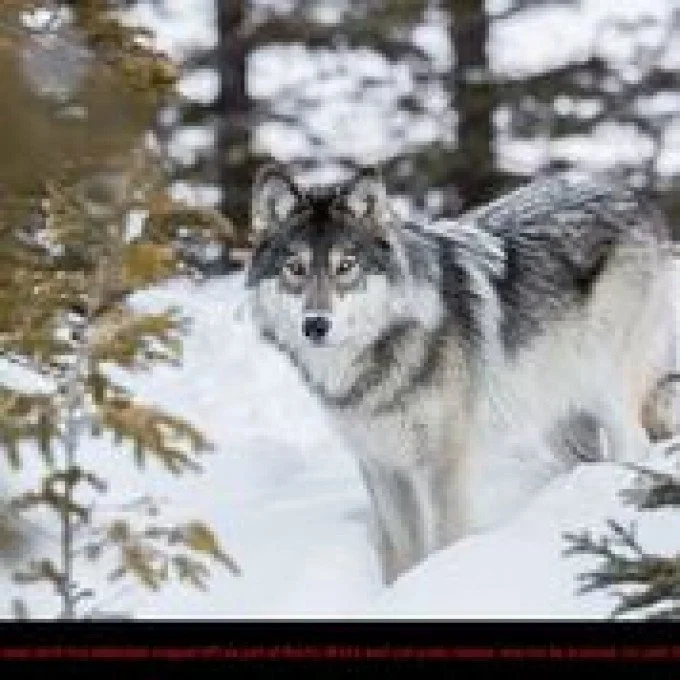 Cease and Desist Letter Issued to B.C. Government for Controversial Wolf Cull for Contravention of Provincial Law