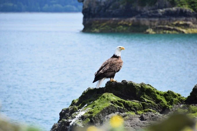 Op/Ed: We need to roll up our sleeves and protect Canadian wildlife
