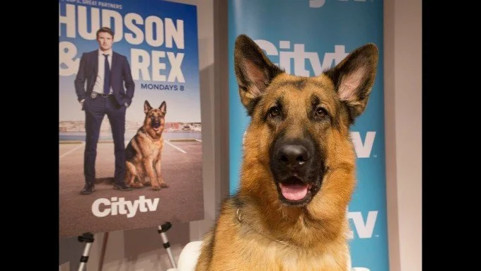 Op/Ed: 'Hudson & Rex': Charming canine actor challenges us to look at animal labour