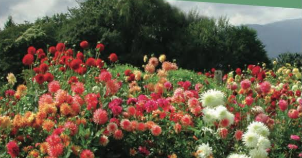 Self isolation provides time for yard work, seeding, gardening