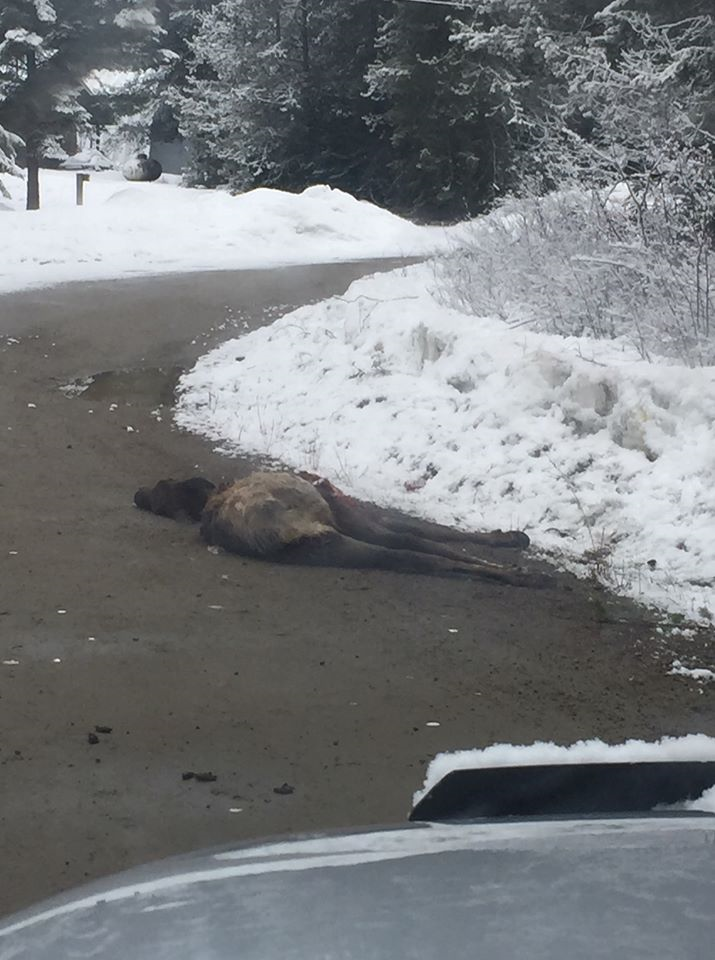 Brutal elk killing horrifies small community, C.O. Service asks public for information