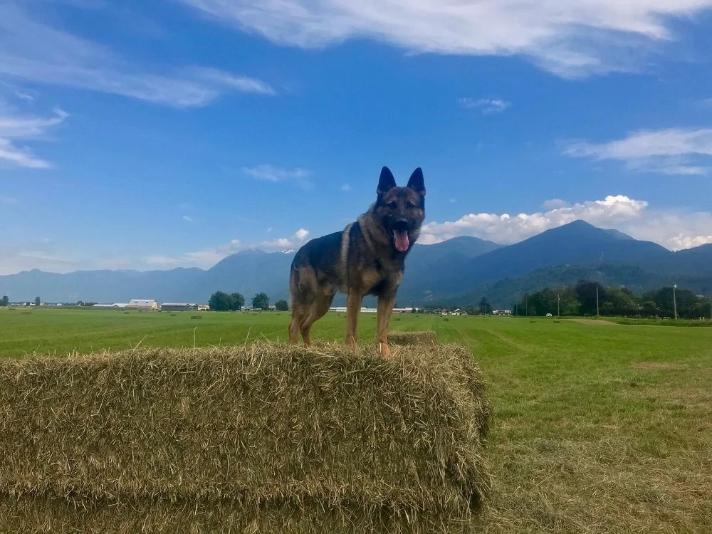 From one hero to another: Cop dog asks Dr. Henry's forgiveness for social distancing 'faux paw'
