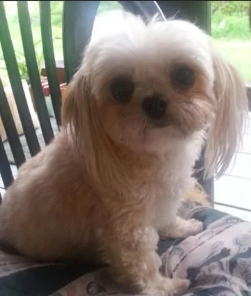 Nakusp RCMP require aid in search for missing dogs