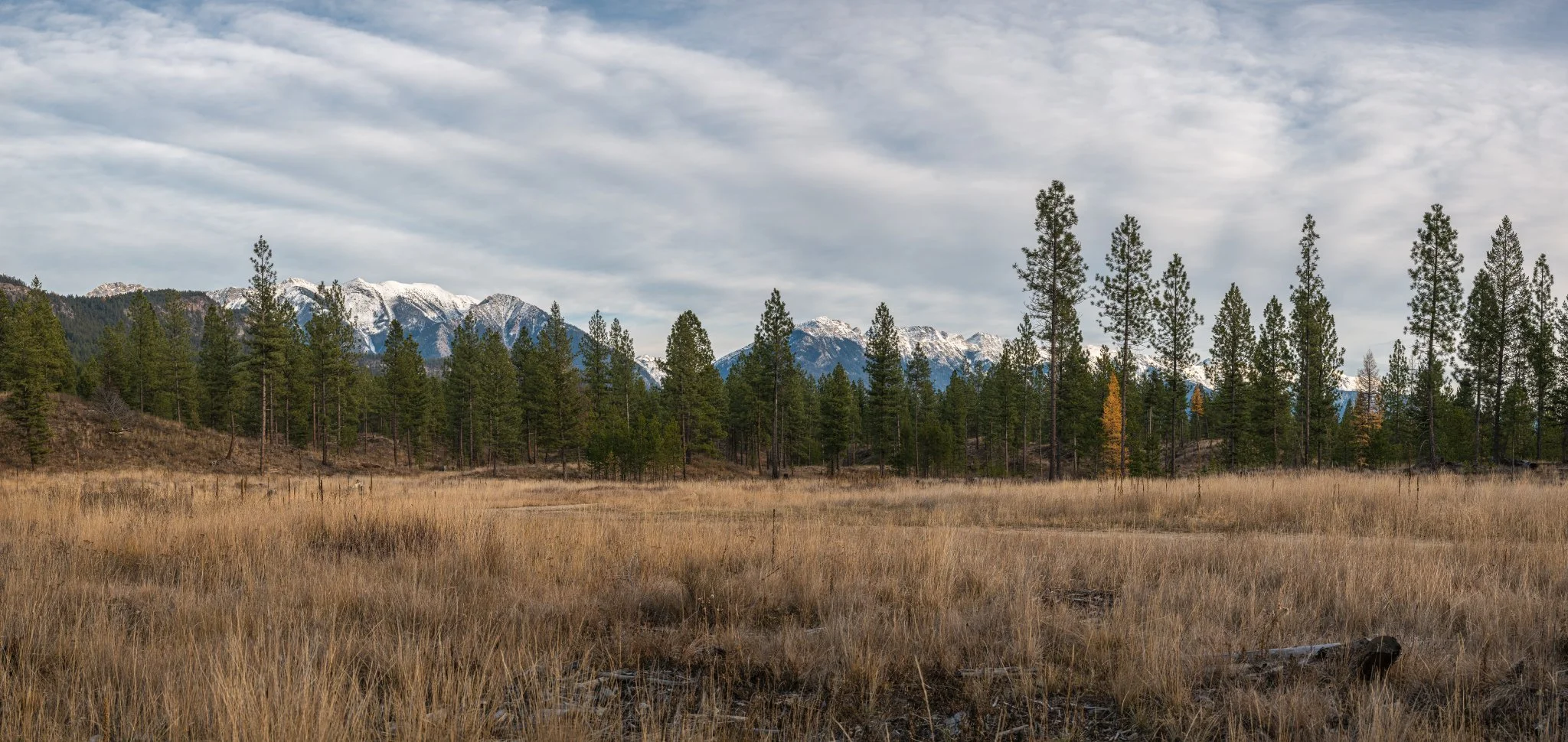 Many at-risk species benefit from new section of wilderness in Rocky Mountain Trench