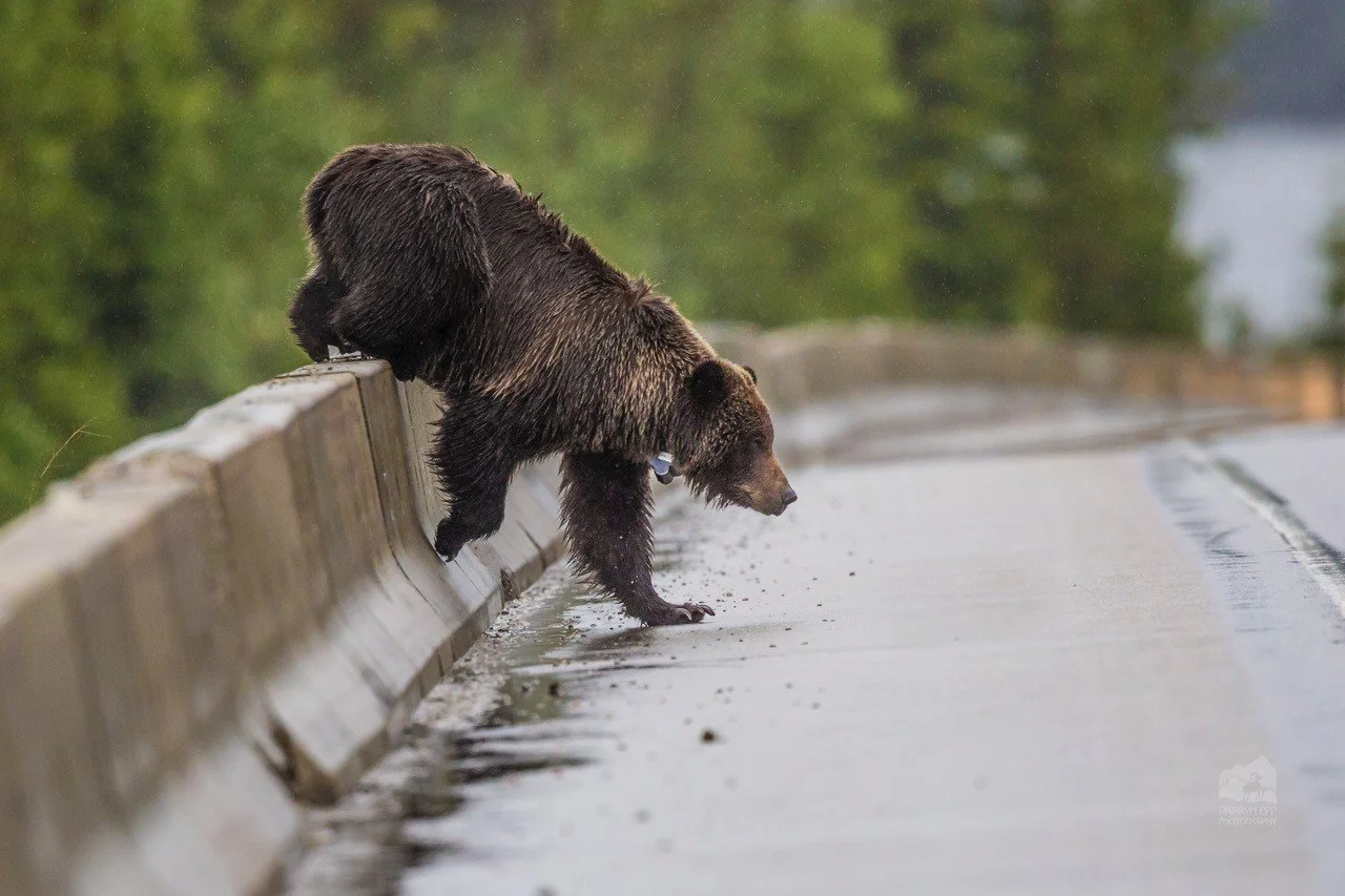 Human/Grizzly Bear Coexistence Project in Kootenays receives funding