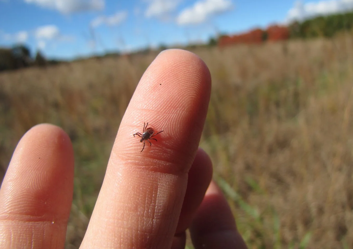 Outdoor enthusiasts should watch for ticks — NCC