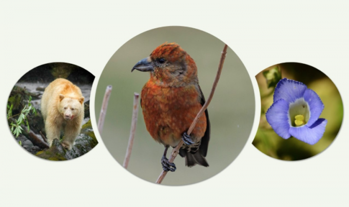 Op/Ed: Conserving all-Canadian wildlife
