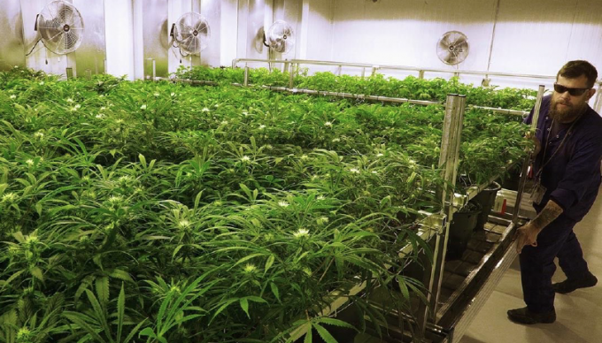 Future of Kootenay cannabis looks to regional processing facility: CBTI manager
