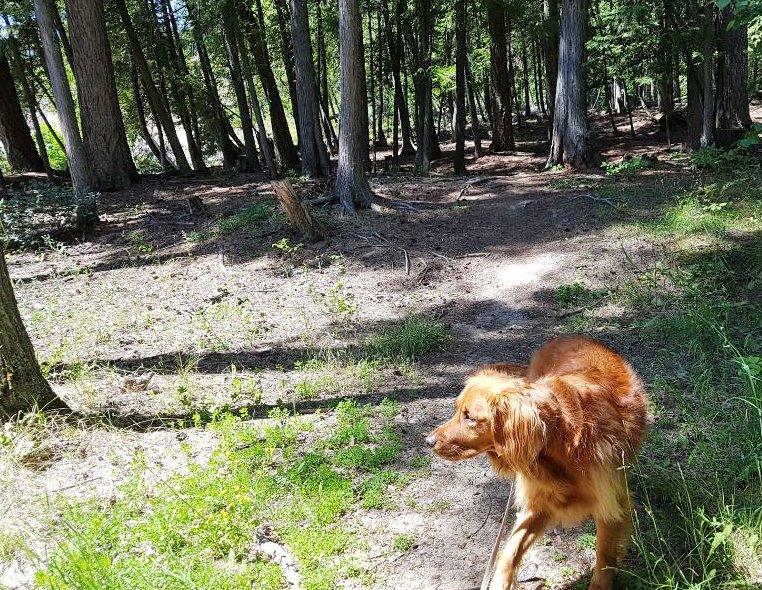 RDKB partners with BC Wildfire to clean up dead wood at Christina Lake Dog Park