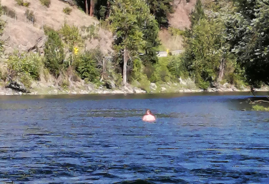 Grand Forks RCMP outlast border jumper, make arrest after two-plus hour water chase