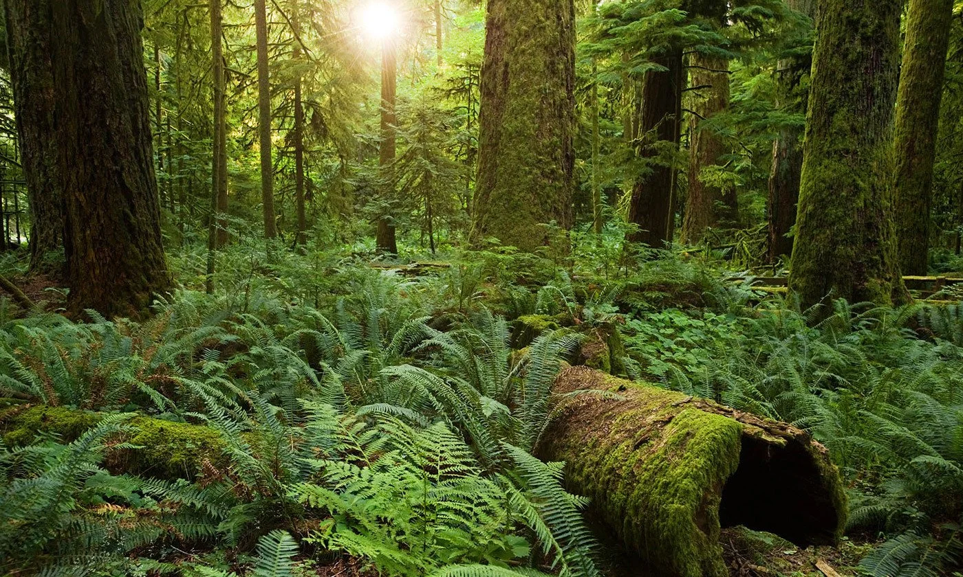Column: Language, shaping and reflecting our relationship with nature