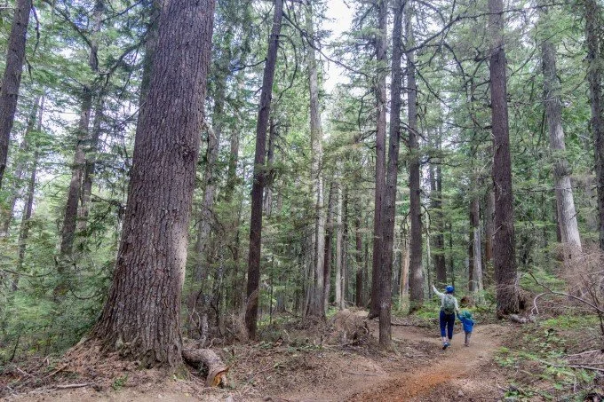 EcoSociety community responds to BC government old growth forest management report