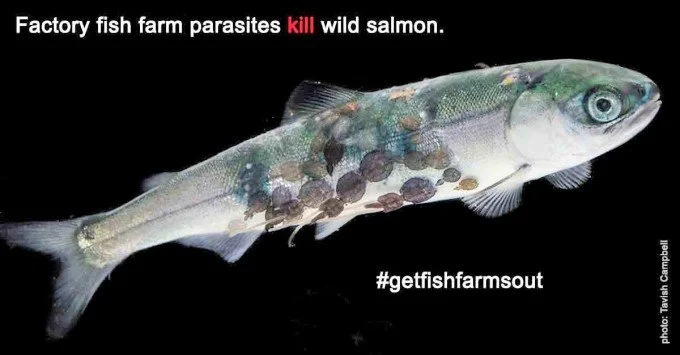 Column: Sea lice, fish farms and wild salmon -- a deadly combination