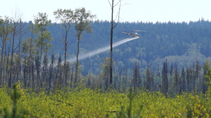 Op/Ed: Glyphosate and our forests