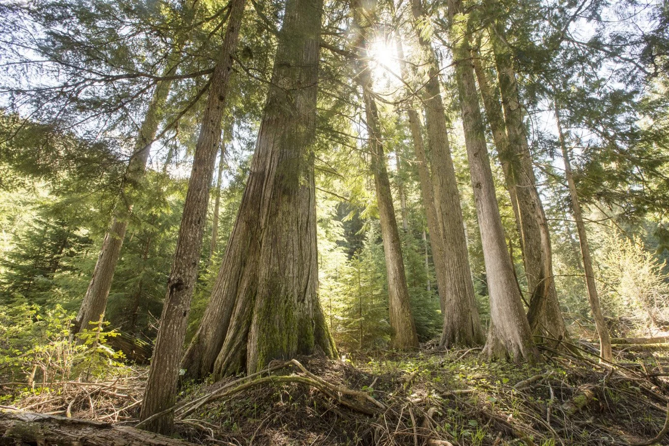 Op/Ed: Saving BC’s Forgotten Rainforest